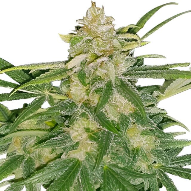 Critical Mass Feminized Seeds