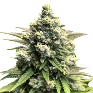 Crystal Seeds Feminized Seeds