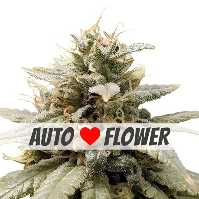 Durban Poison Autoflower Seeds