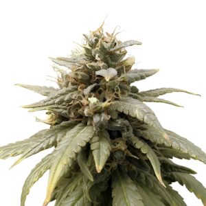 Durban Poison Feminized Seeds