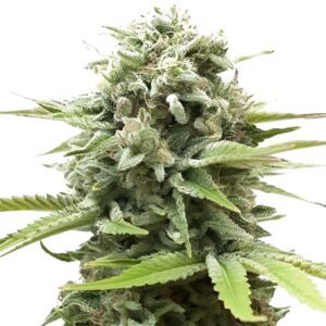 Fire OG Feminized Seeds