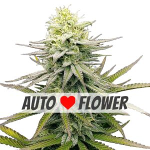 Fruity Pebbles Autoflower Seeds