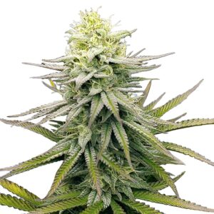 Fruity Pebbles Feminized Seeds