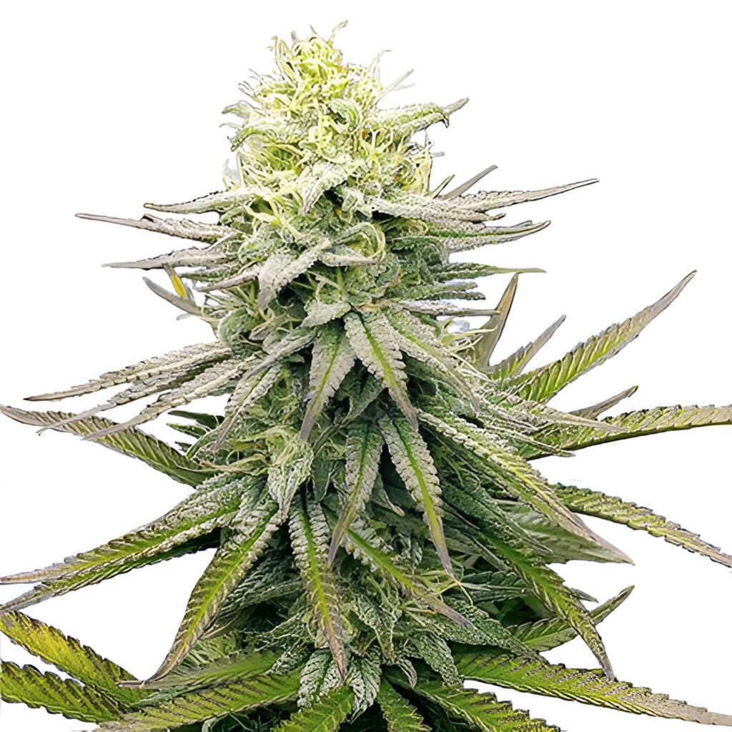 Fruity Pebbles Feminized Seeds