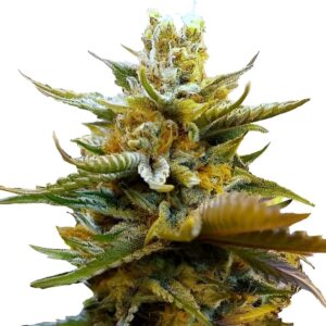 G13 Feminized Seeds