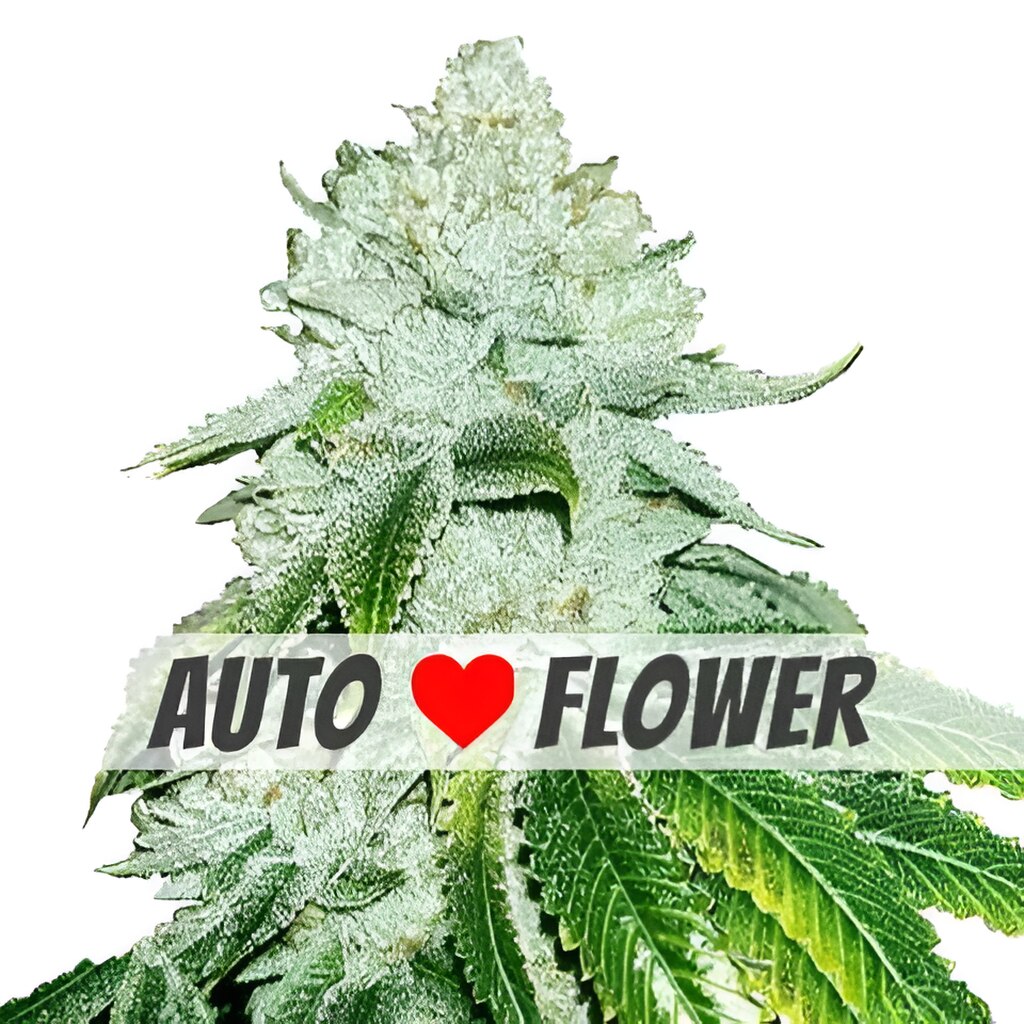 Buy Gelato Autoflower Seeds by Bergman Genetics in America - Stellar Seeds