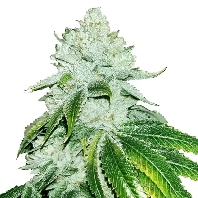 Gelato Feminized Seeds