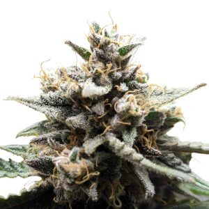 Gorilla Zkittlez Feminized Seeds