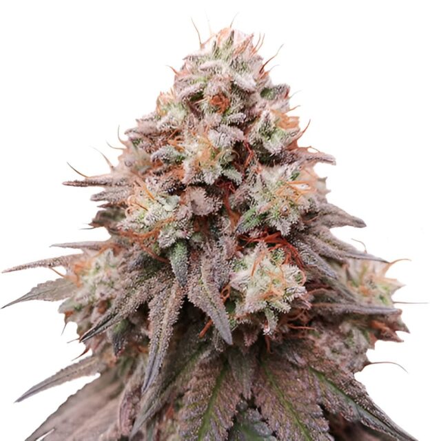 Rainbow Glue Feminized Seeds