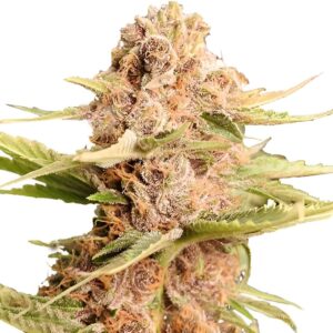 Girl Scout Cookies Extreme Feminized Seeds