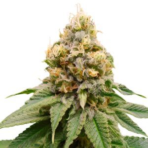 Disco Bizkit Feminized Seeds