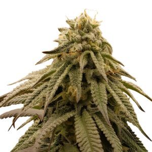 GMO Cookies Feminized Seeds