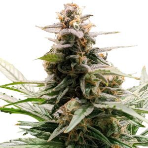 Godfather OG Feminized Seeds