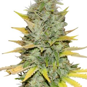 Gold Leaf Feminized Seeds