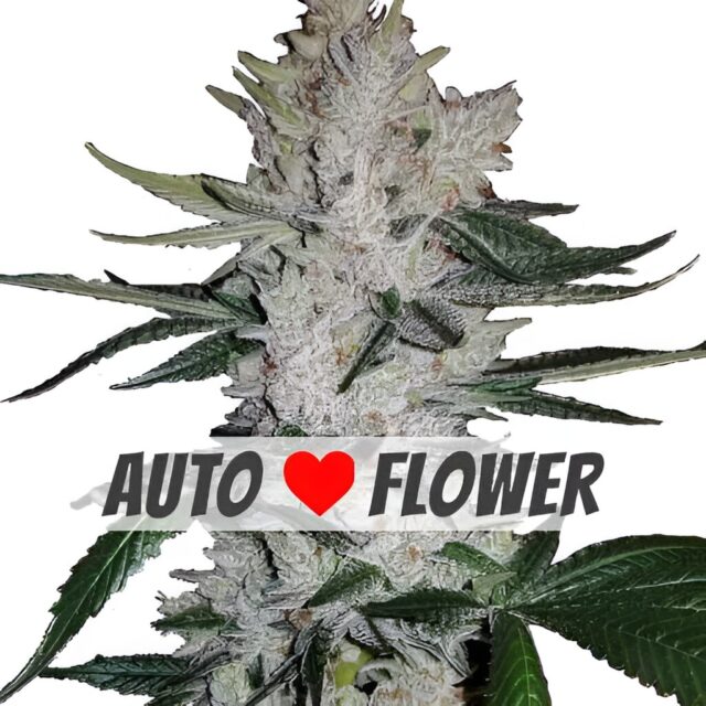 GG4 Autoflower Seeds