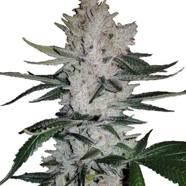 GG4 Feminized Seeds