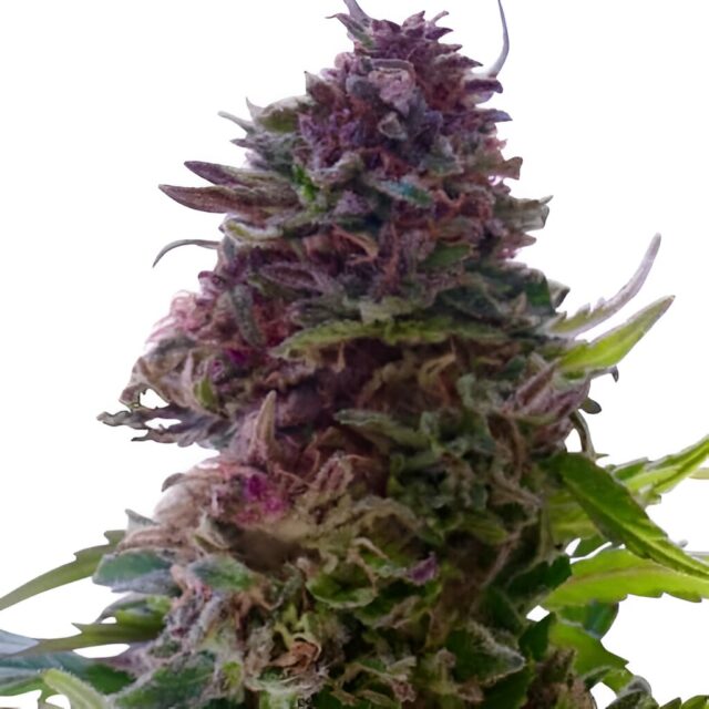 Granddaddy Purple Feminized Seeds