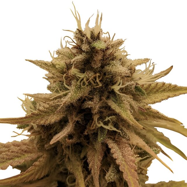 Grapericot Pie Feminized Seeds