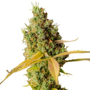 Grapefruit Feminized Seeds