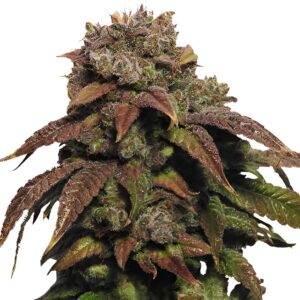 Green Crack Feminized Seeds