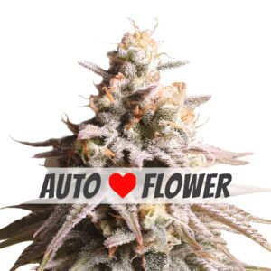 Gushers Autoflower Seeds