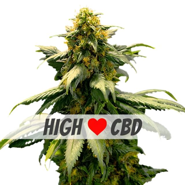 Harlequin Feminized Seeds