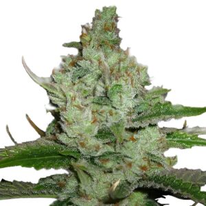 Hindu Kush Feminized Seeds