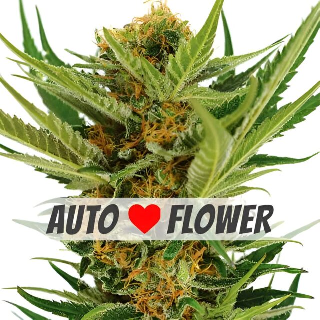 Jack Herer Autoflower Seeds