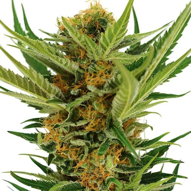 Jack Herer Feminized Seeds