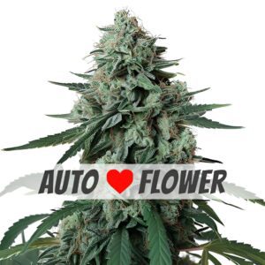 Jealousy Autoflower Seeds