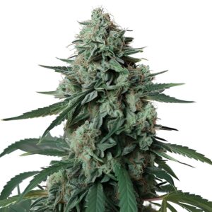 Jealousy Feminized Seeds