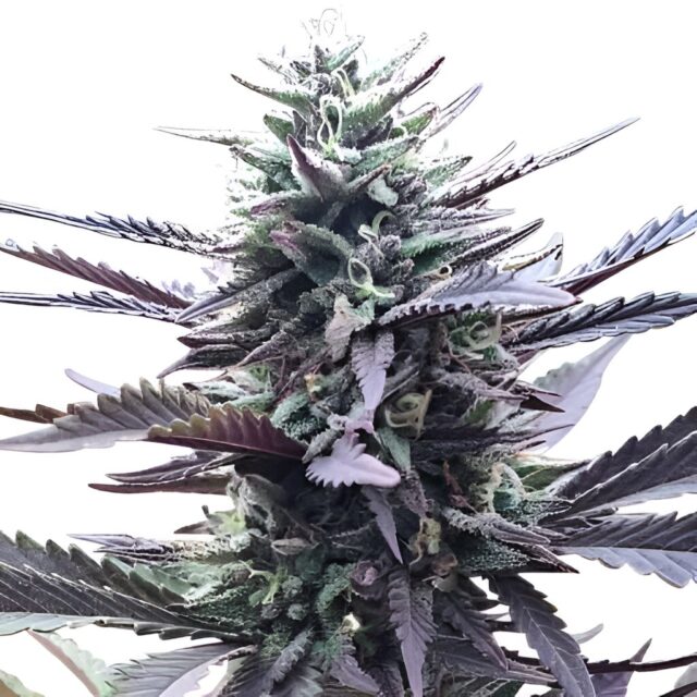 LA Confidential Feminized Seeds