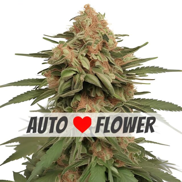 LA Kush Cake Autoflower Seeds