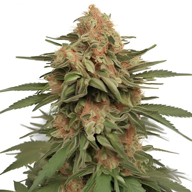 LA Kush Cake Feminized Seeds