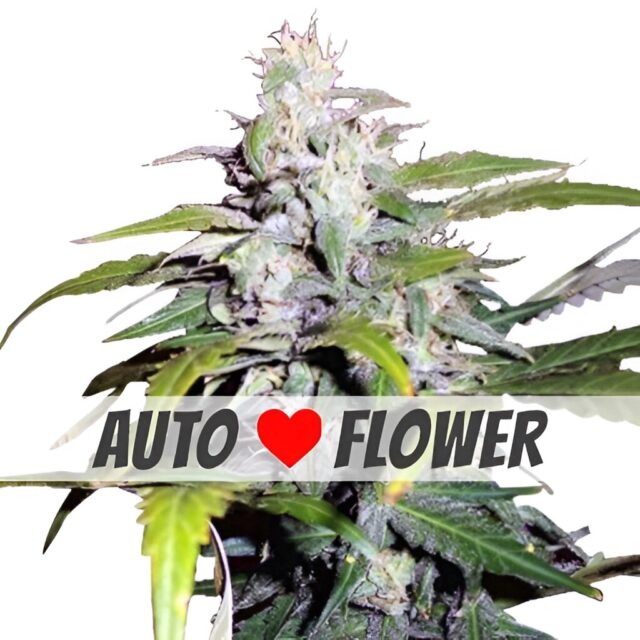 Lowryder Autoflower Seeds