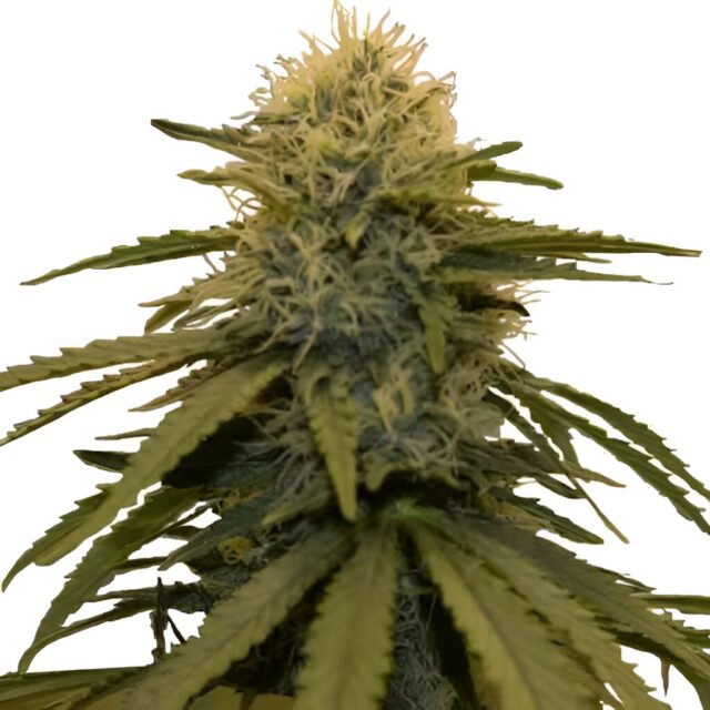 LSD Feminized Seeds