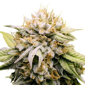 Mango Kush Feminized Seeds