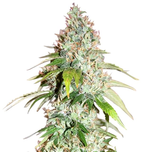 Master Kush Feminized Seeds