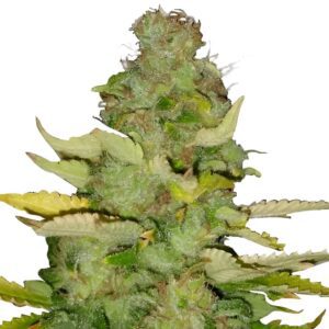 Maui Wowie Feminized Seeds