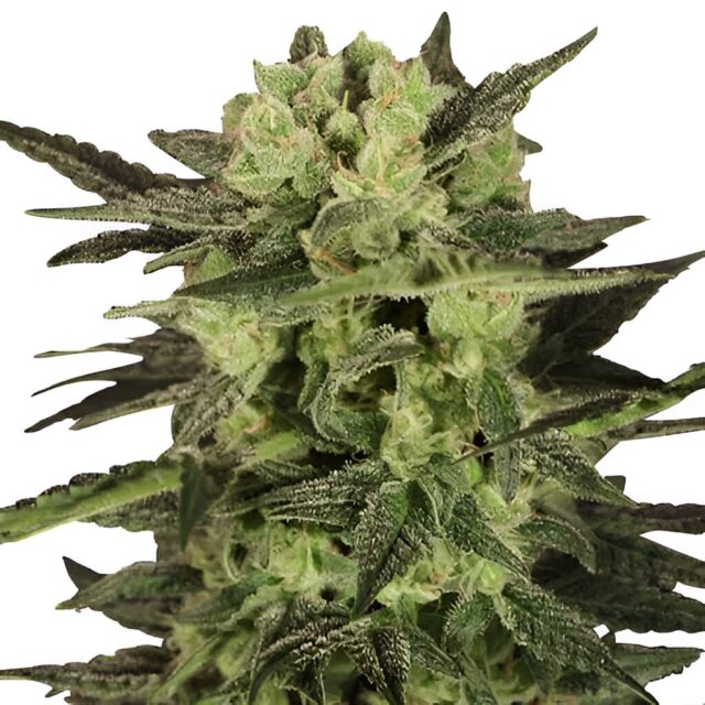 MK Ultra Feminized Seeds