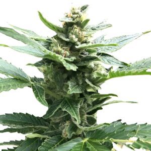 Northern Lights Feminized Seeds