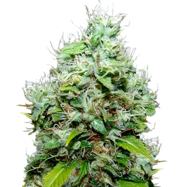 NYC Diesel Feminized Seeds