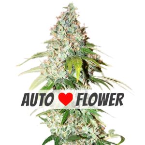 OG Kush Autoflower Seeds