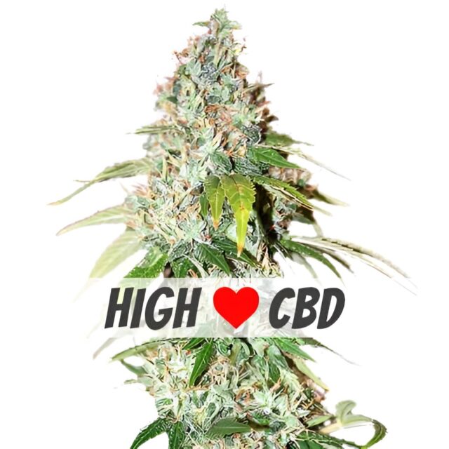 OG Kush CBD Feminized Seeds