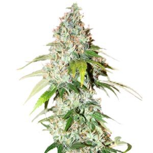 OG Kush Feminized Seeds