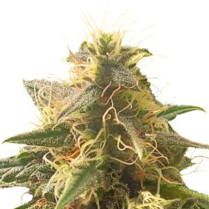 Orange Bud Feminized Seeds