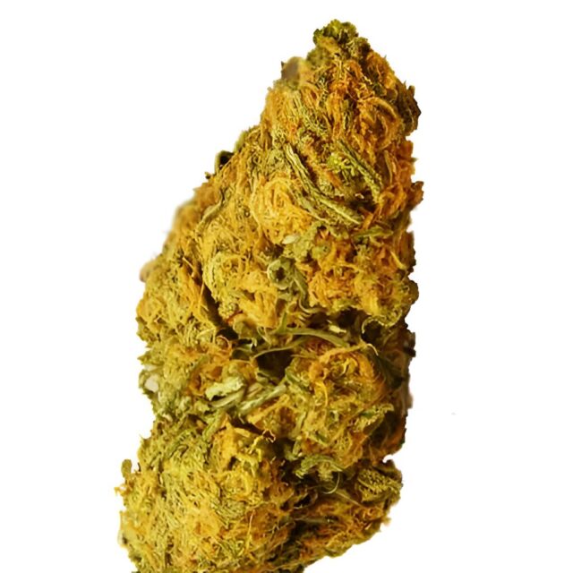 Orange Bud Feminized Seeds