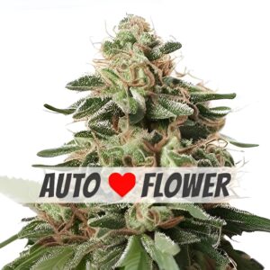 Peanut Butter Breath Autoflower Seeds