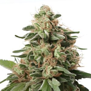 Peanut Butter Breath Feminized Seeds