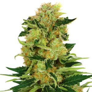 Pineapple Haze Feminized Seeds